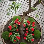 Bed and Breakfast Giannina