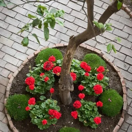 Bed & Breakfast Giannina